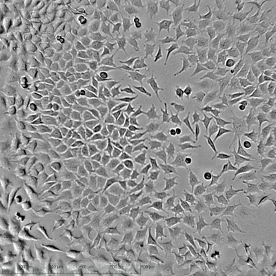 Cell-Culture-Monitoring