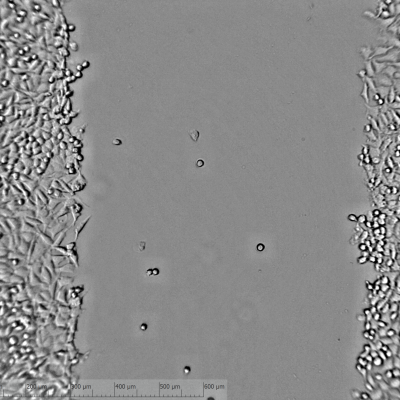 Scratch-Assays