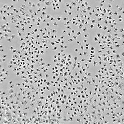 Cytotoxicity-Assays